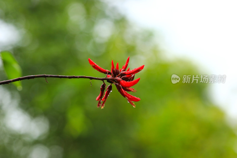 龙爪花植物背景