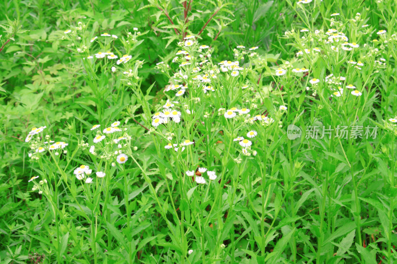 乡村绿色春天植物风景自然户外