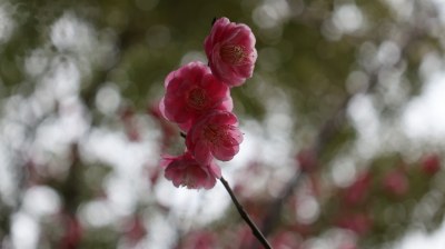 粉色梅花特写，尽显春日生机