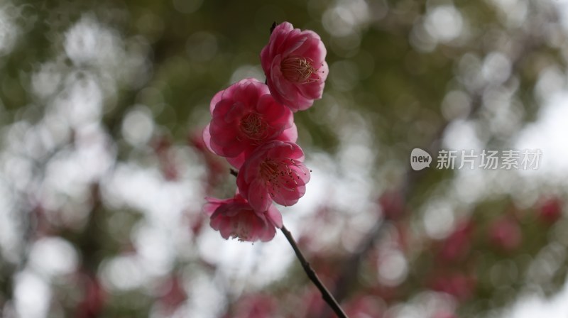 粉色梅花特写，尽显春日生机