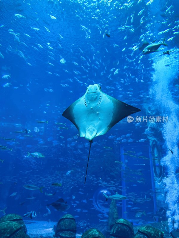 三亚亚特兰蒂斯酒店的水族馆