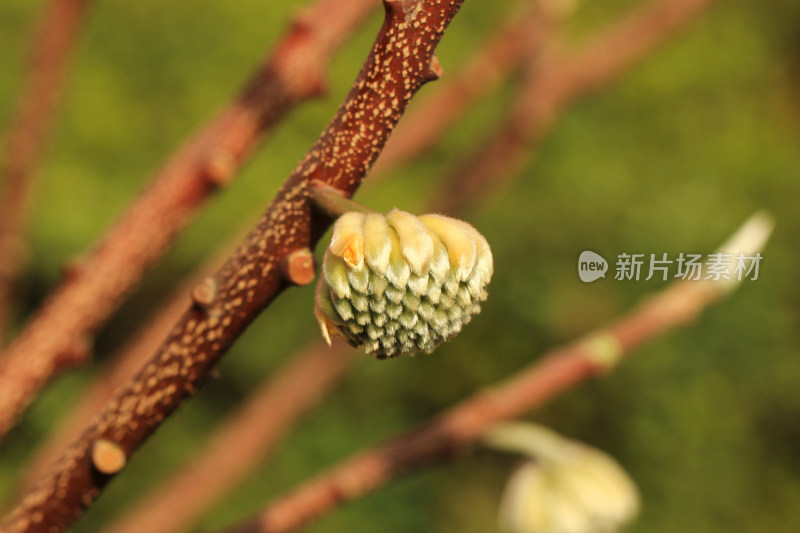 结香花花蕾实拍素材