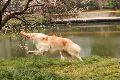 在草地上玩飞盘的边境牧羊犬