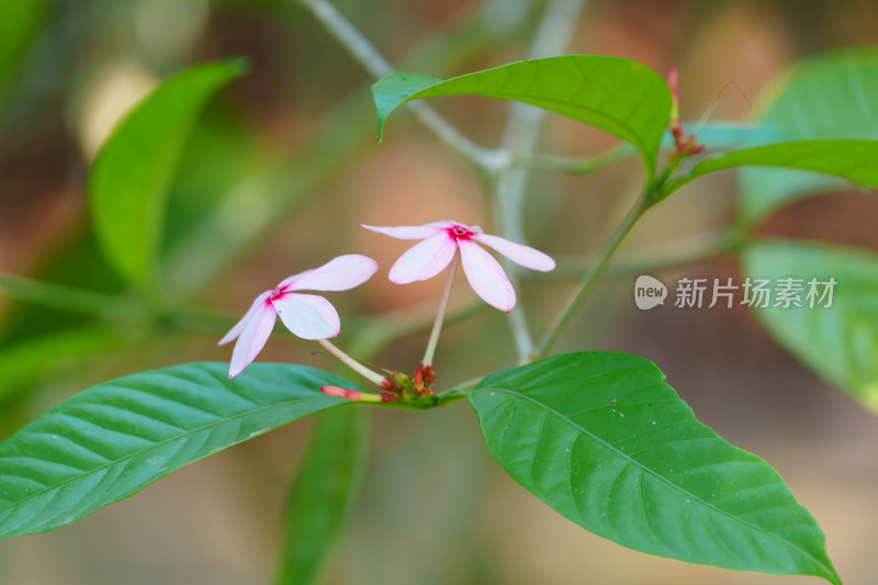 粉红色开花植物红花蕊木