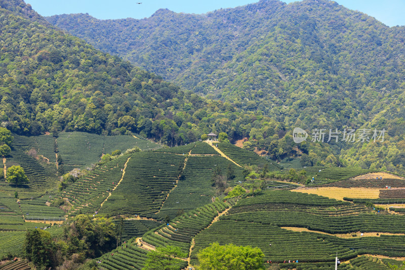 中国杭州龙坞春天里的茶园风光