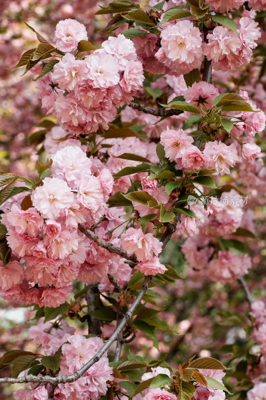 北京莲花池公园樱花