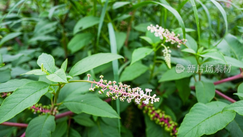 带花绿叶植物的自然生长状态