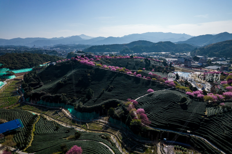 龙岩永福台品樱花茶园