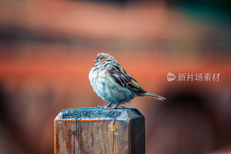 麻雀栖息在木柱上的特写镜头