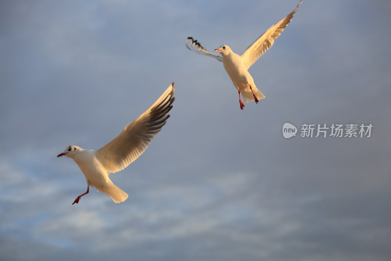 天空中飞翔的两只海鸥