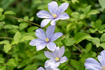 春天的野生铁线莲开花