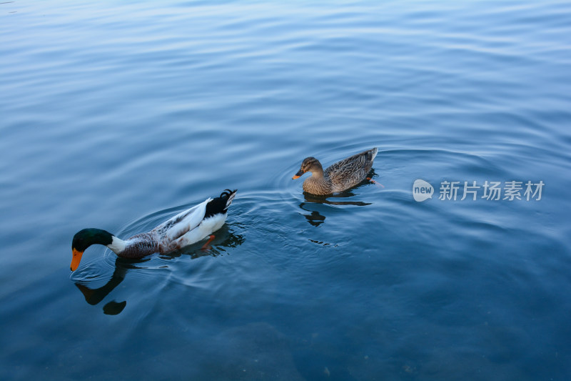 鸭在蓝色的湖面上