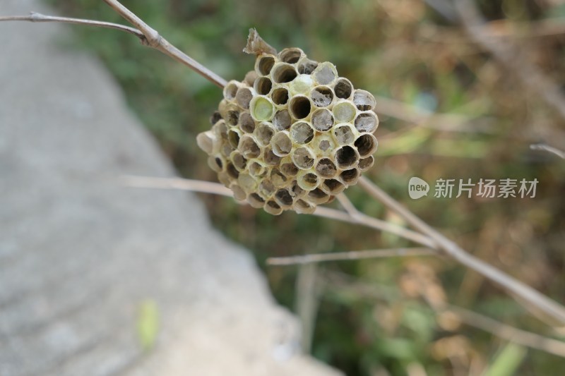 树枝上的蜂巢特写