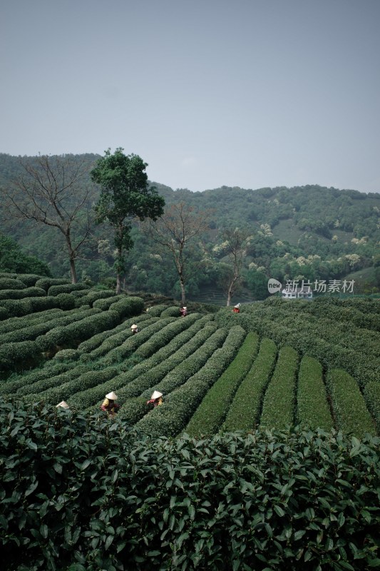 山坡上的大片茶园景观