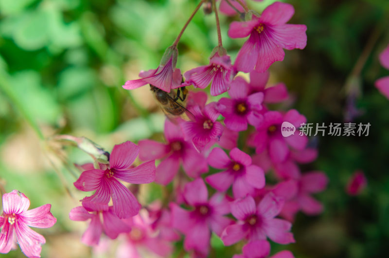 蜜蜂采蜜的粉色花朵