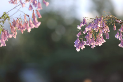 蓝花楹盛开