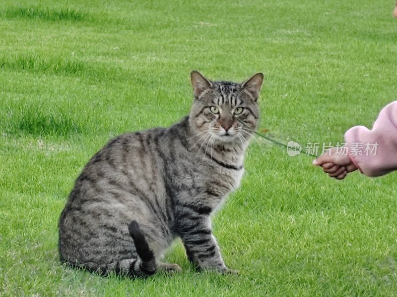 公园里的田园猫