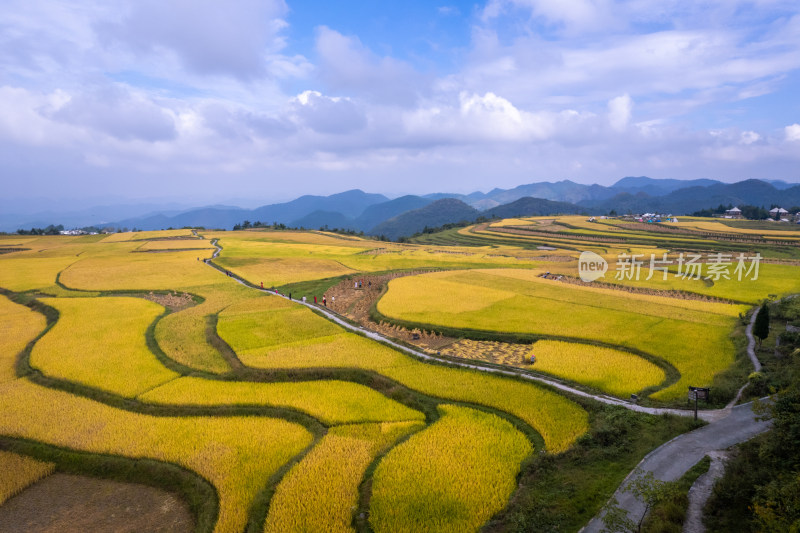 秋天贵阳高坡石门水稻梯田