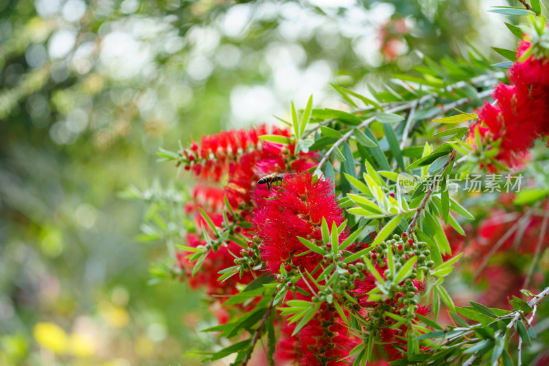 红色开花植物垂枝红千层