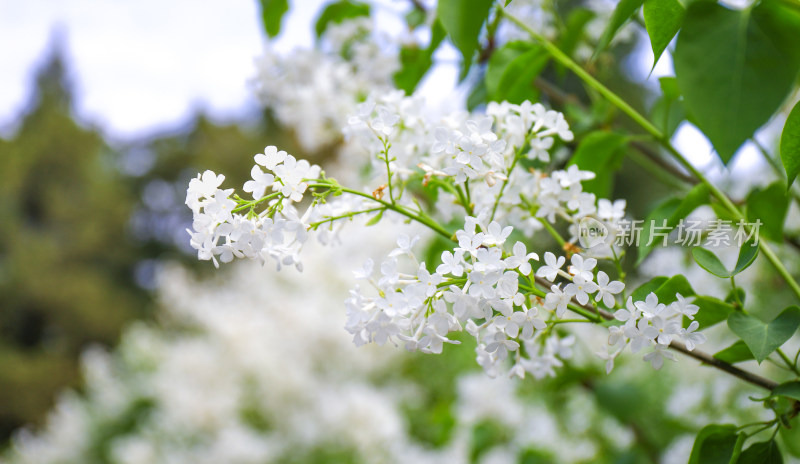 白色丁香花