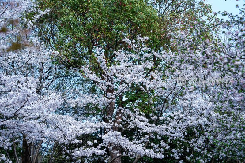 一树樱花压海棠