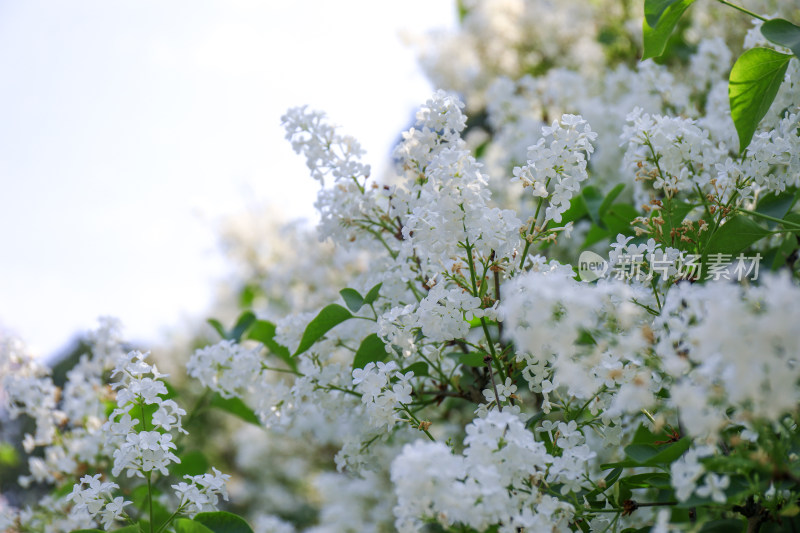 白色丁香花