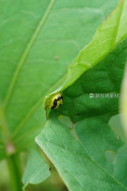 在草丛里觅食的甲虫