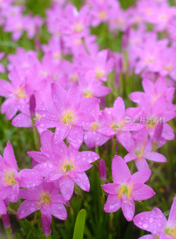 粉色的风雨兰花海