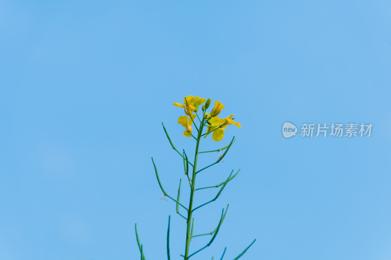 福州花海公园蓝天背景下的黄色油菜花