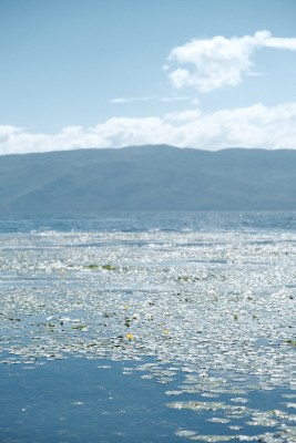 洱海水面上漂浮水性杨花的湖泊自然风光全景