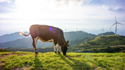 高山草甸的牛群