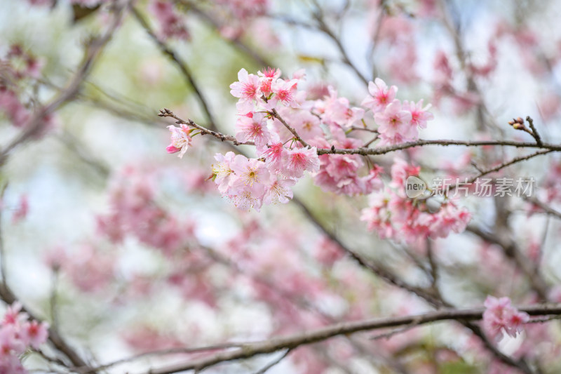 樱花特写拍摄