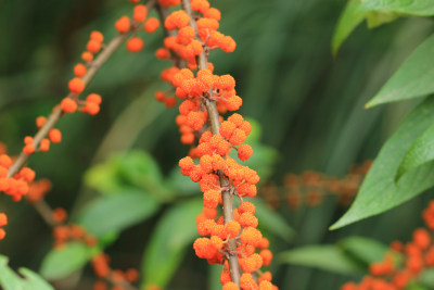 野生植物水麻果实