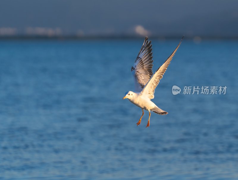 深圳湾海鸥在海面上方飞翔