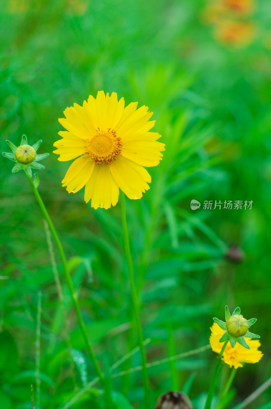 一朵黄色的剑叶金鸡菊特写