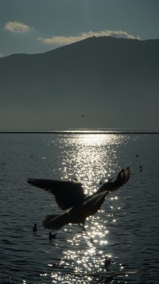 红嘴海鸥