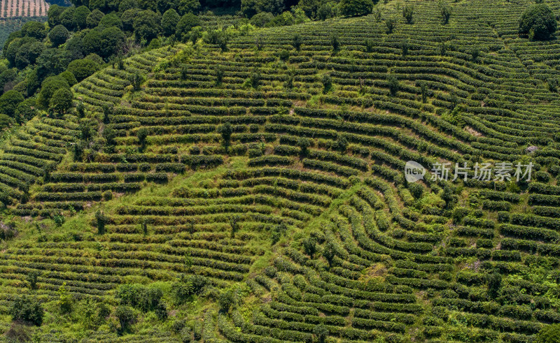 茶叶茶山茶艺茶园采茶茶红茶绿茶春茶茶叶茶