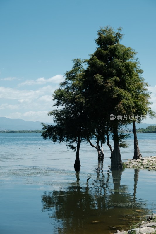 湖边枯树与湖水蓝天景象