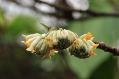 金黄色的结香花盛开