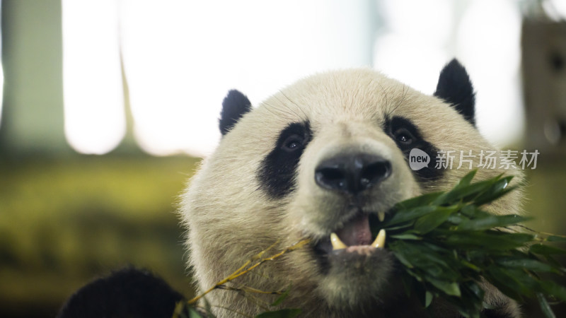 熊猫正在吃竹叶的可爱模样