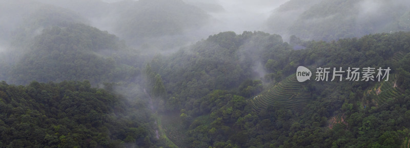 杭州翁家山龙井茶园