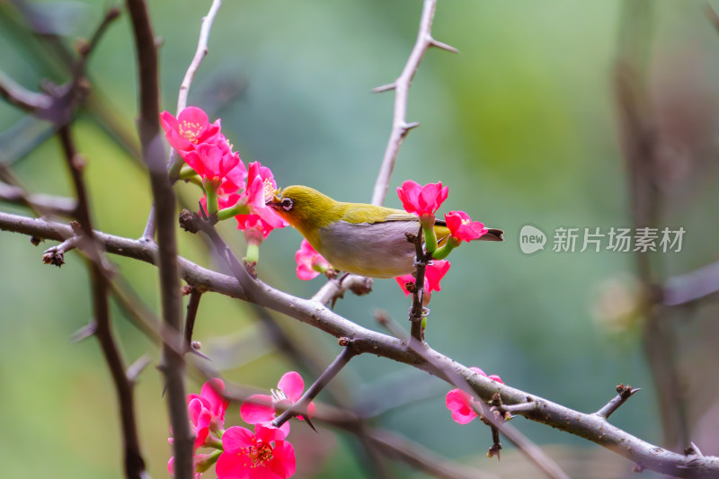 吃花蜜的灰腹绣眼鸟