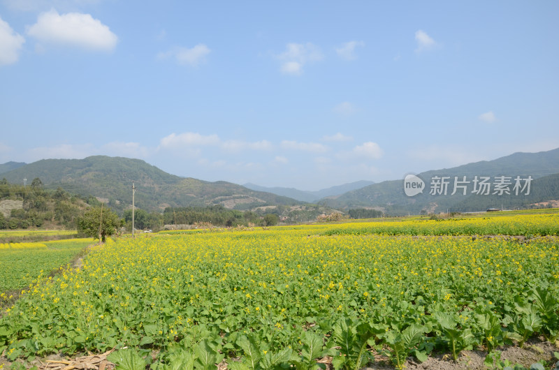 春天盛开的油菜花田