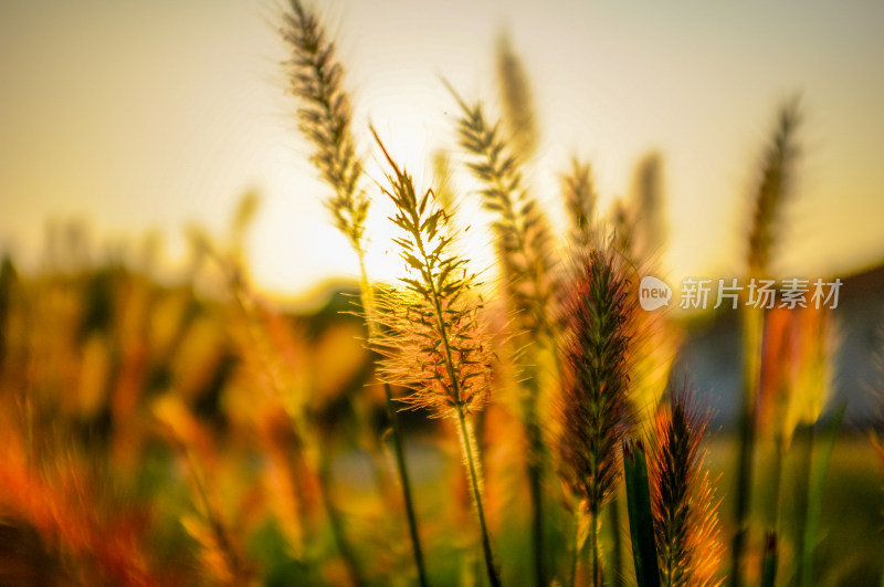 夕阳下的狗尾巴草