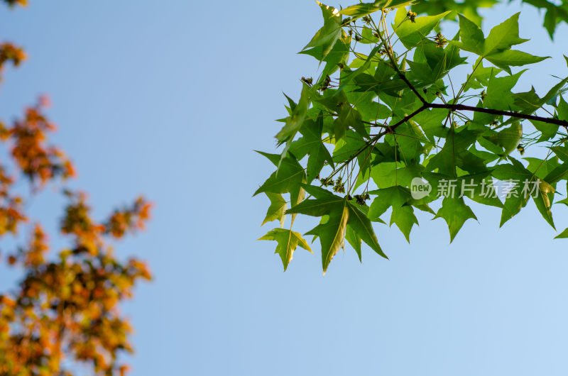 蓝天背景下的绿色与橙红色树叶