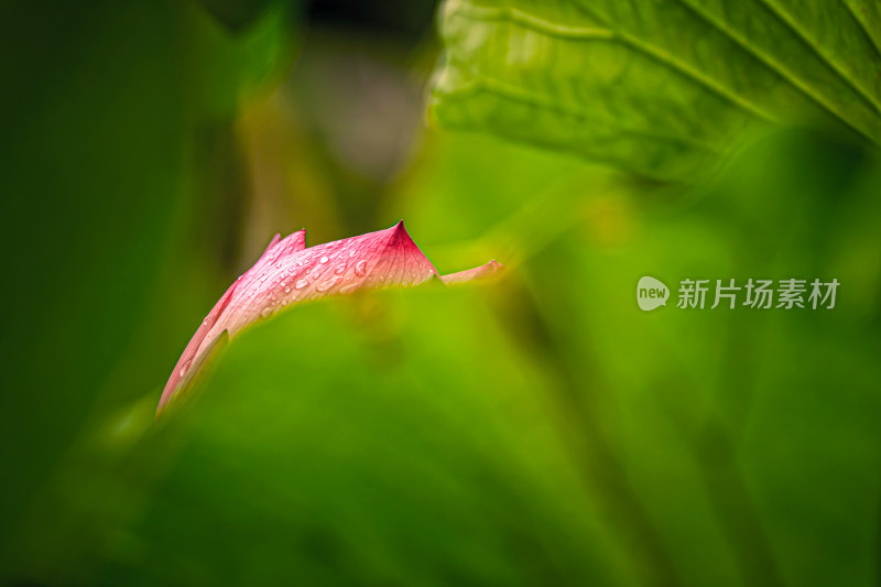 雨后荷花上的水珠