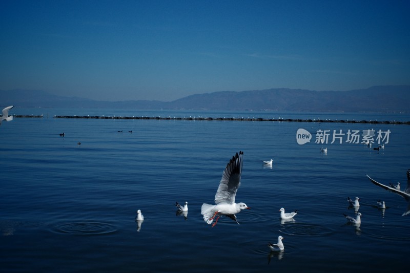 洱海上飞翔与浮游的西伯利亚海鸥