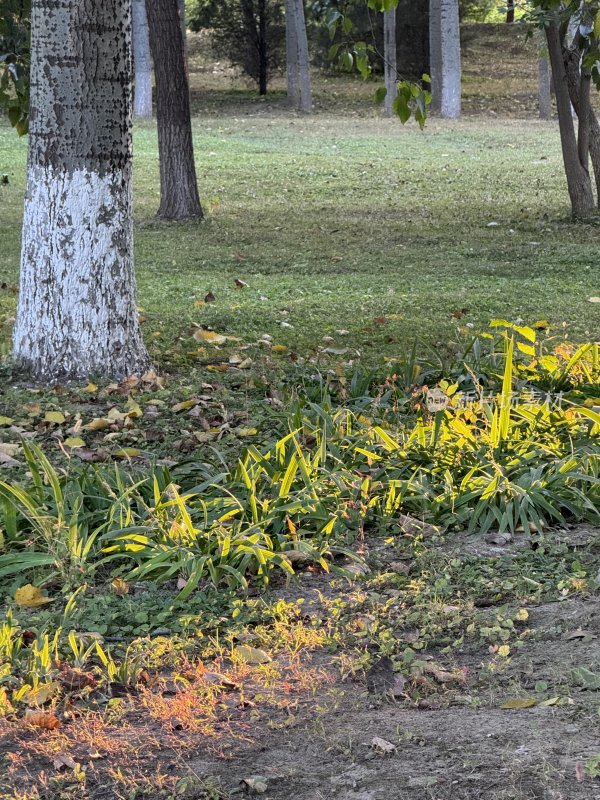 北京秋天植物