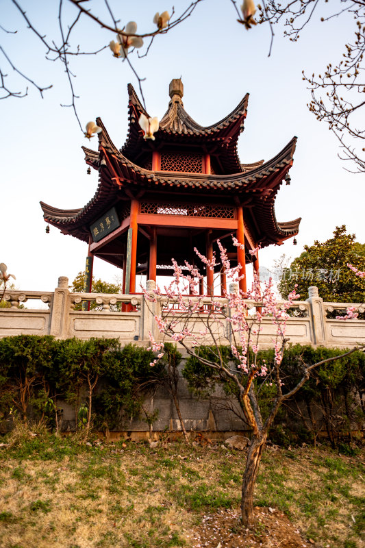 南京明孝陵梅花山梅花开