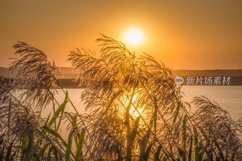 夕阳下河边芦苇荡自然风景